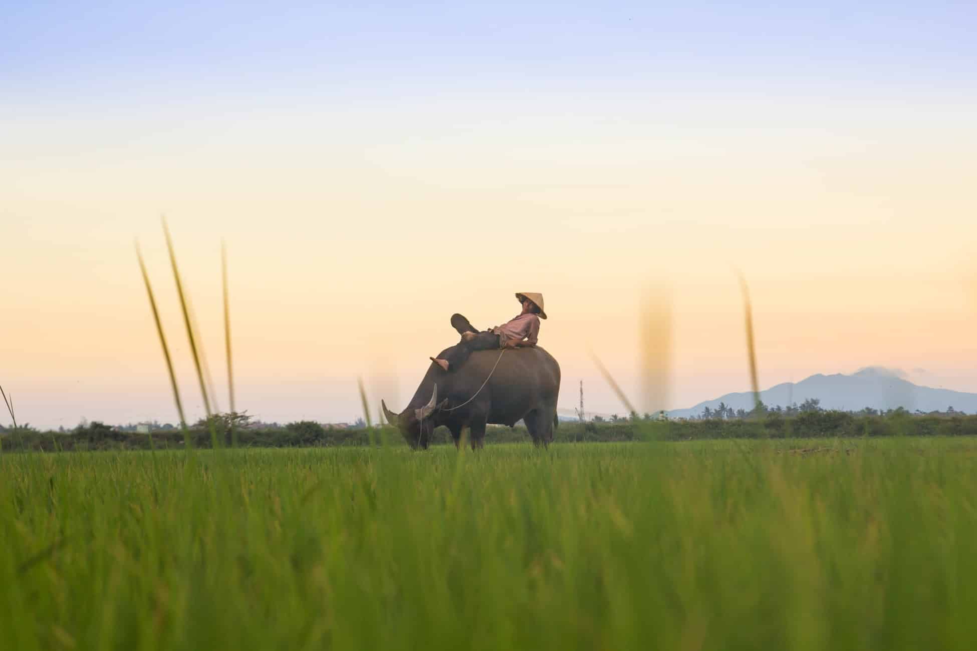 Buffalo in Vietnam rice fields